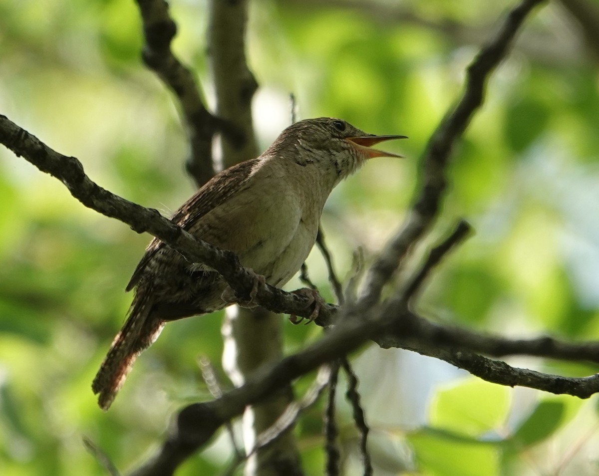 Northern House Wren - ML637412272