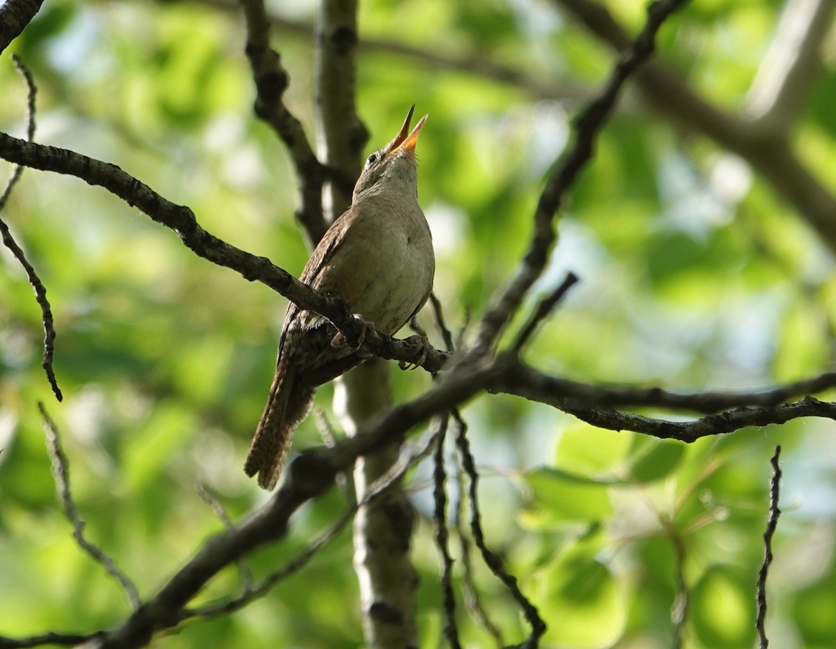 Northern House Wren - ML637412273