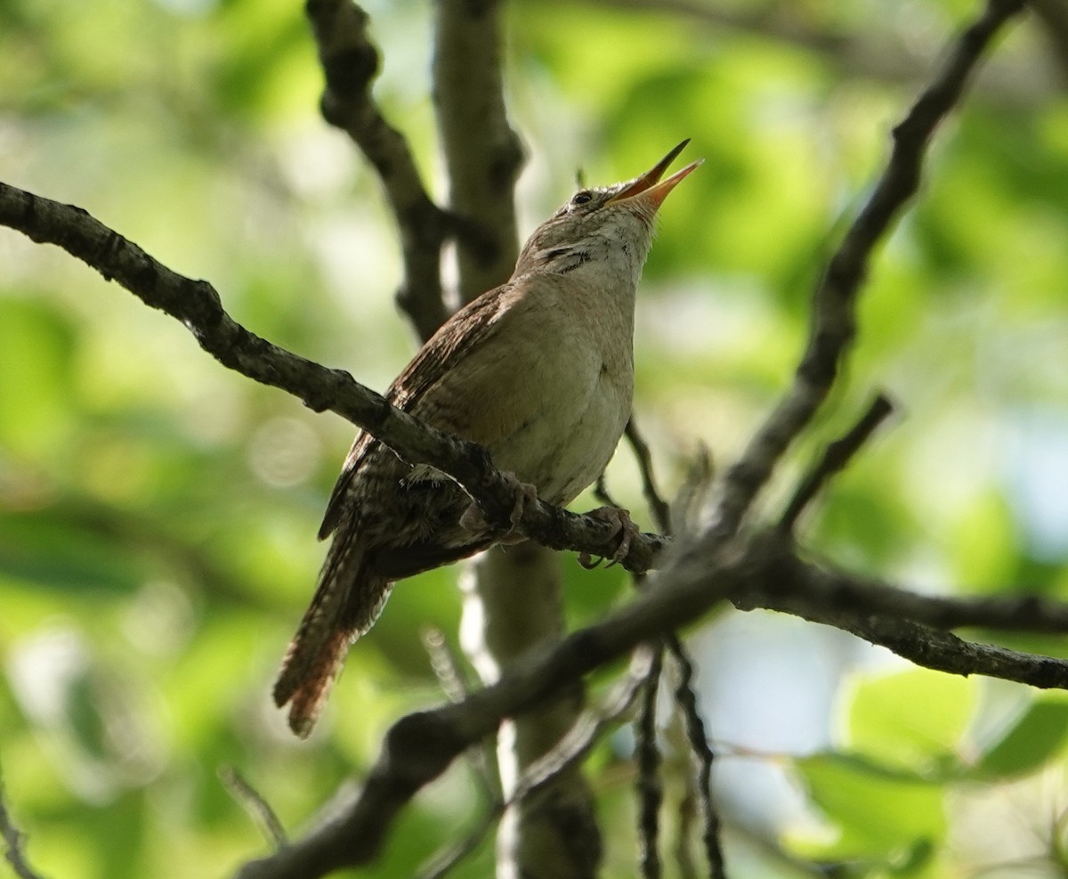 Northern House Wren - ML637412274