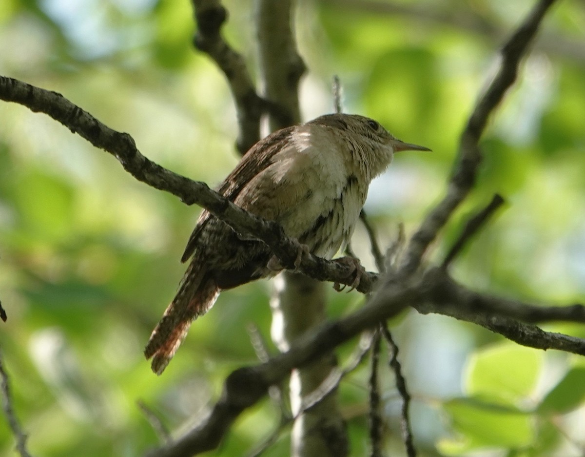 Northern House Wren - ML637412275