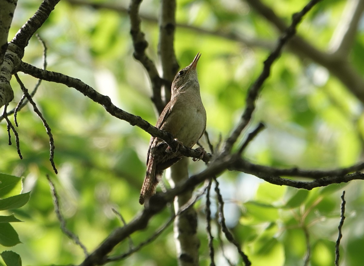 Northern House Wren - ML637412276