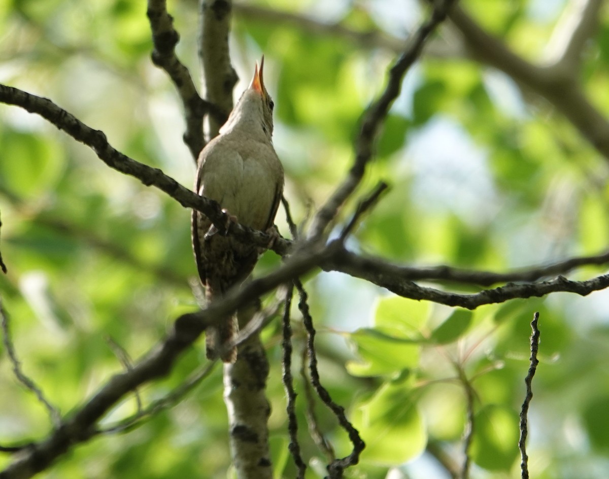 Northern House Wren - ML637412277