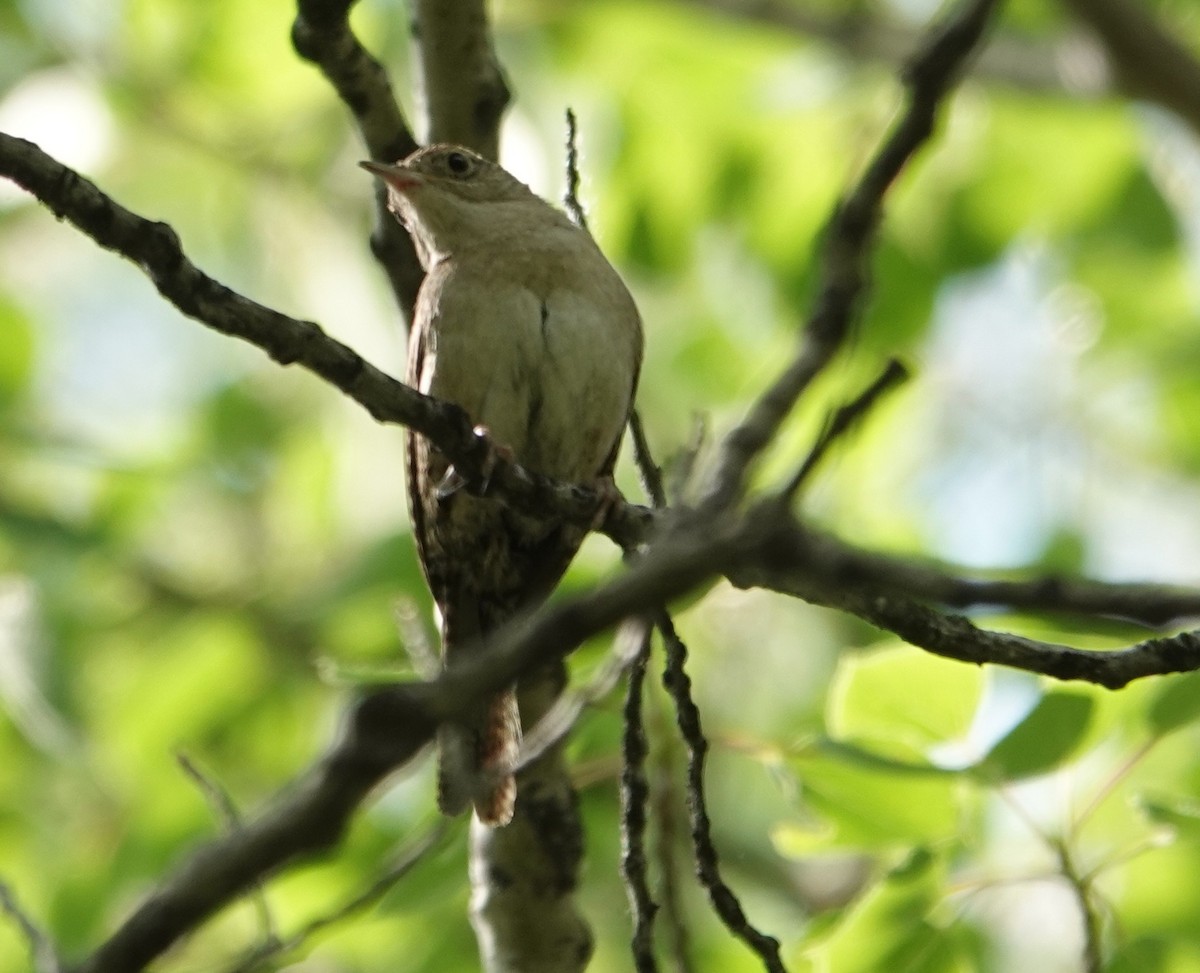 Northern House Wren - ML637412278