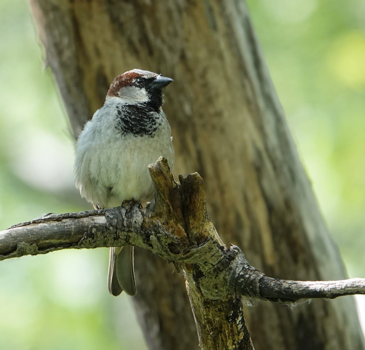 House Sparrow - ML637412290