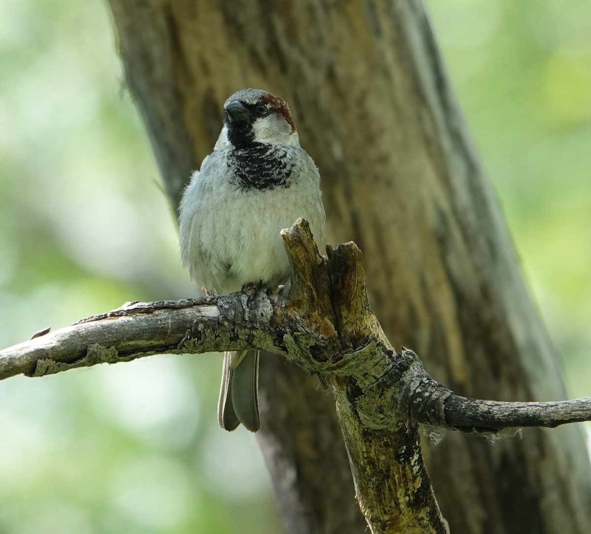House Sparrow - ML637412291