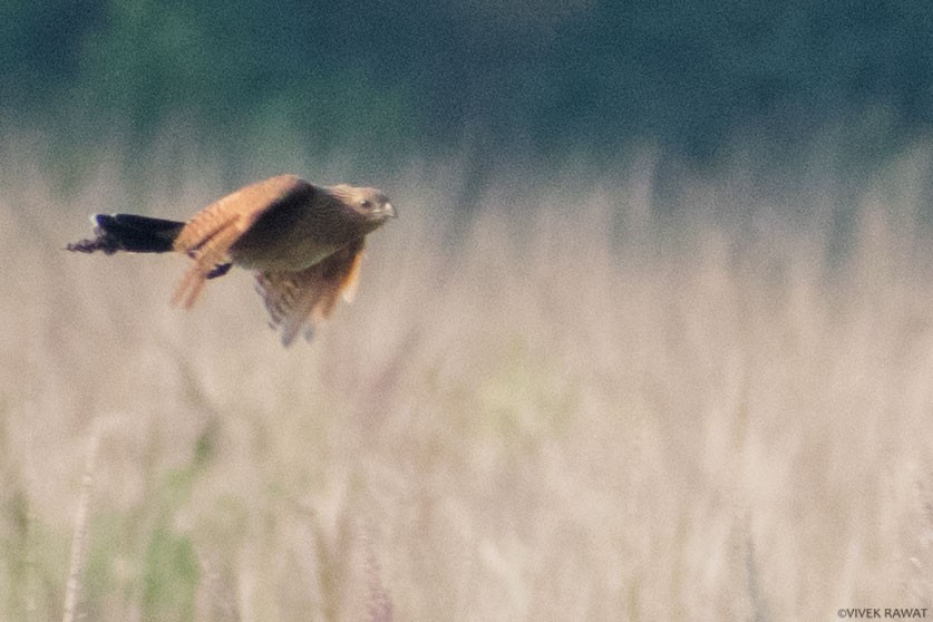 Lesser Coucal - ML637412300