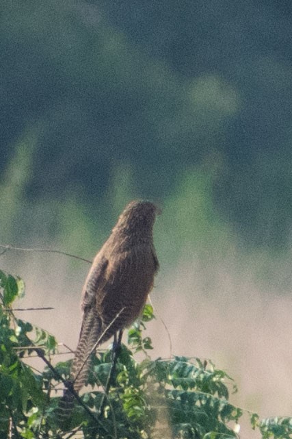 Lesser Coucal - ML637412301