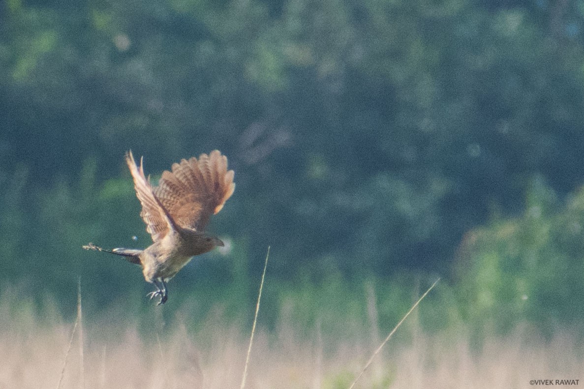 Lesser Coucal - ML637412302