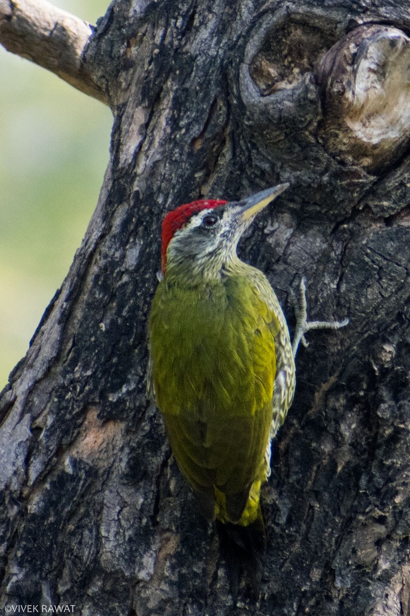 Streak-throated Woodpecker - ML637412323