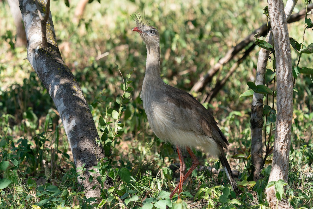 Red-legged Seriema - ML637412405