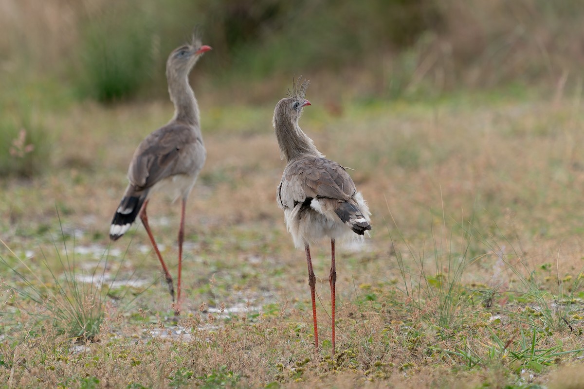 Red-legged Seriema - ML637412407