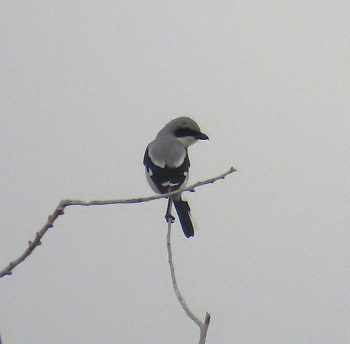 Loggerhead Shrike - ML637412460