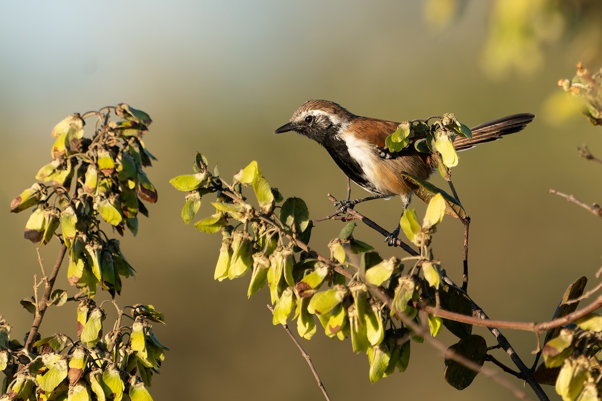 Rusty-backed Antwren - ML637412461