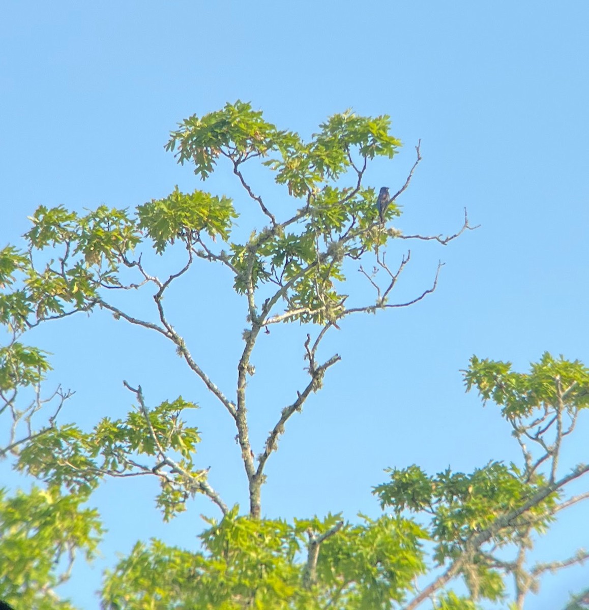 Blue Grosbeak - ML637412483