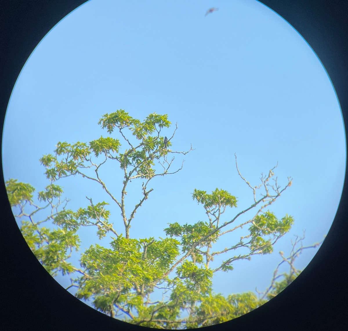 Blue Grosbeak - ML637412505