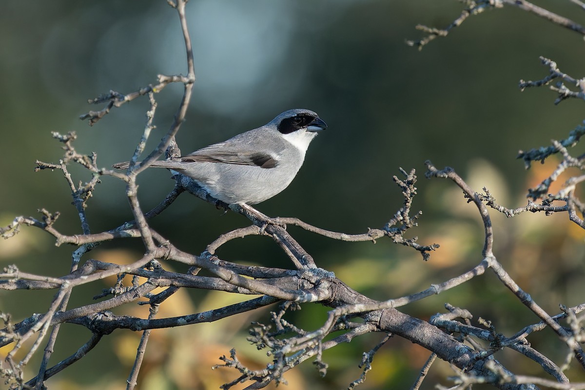 White-banded Tanager - ML637412519