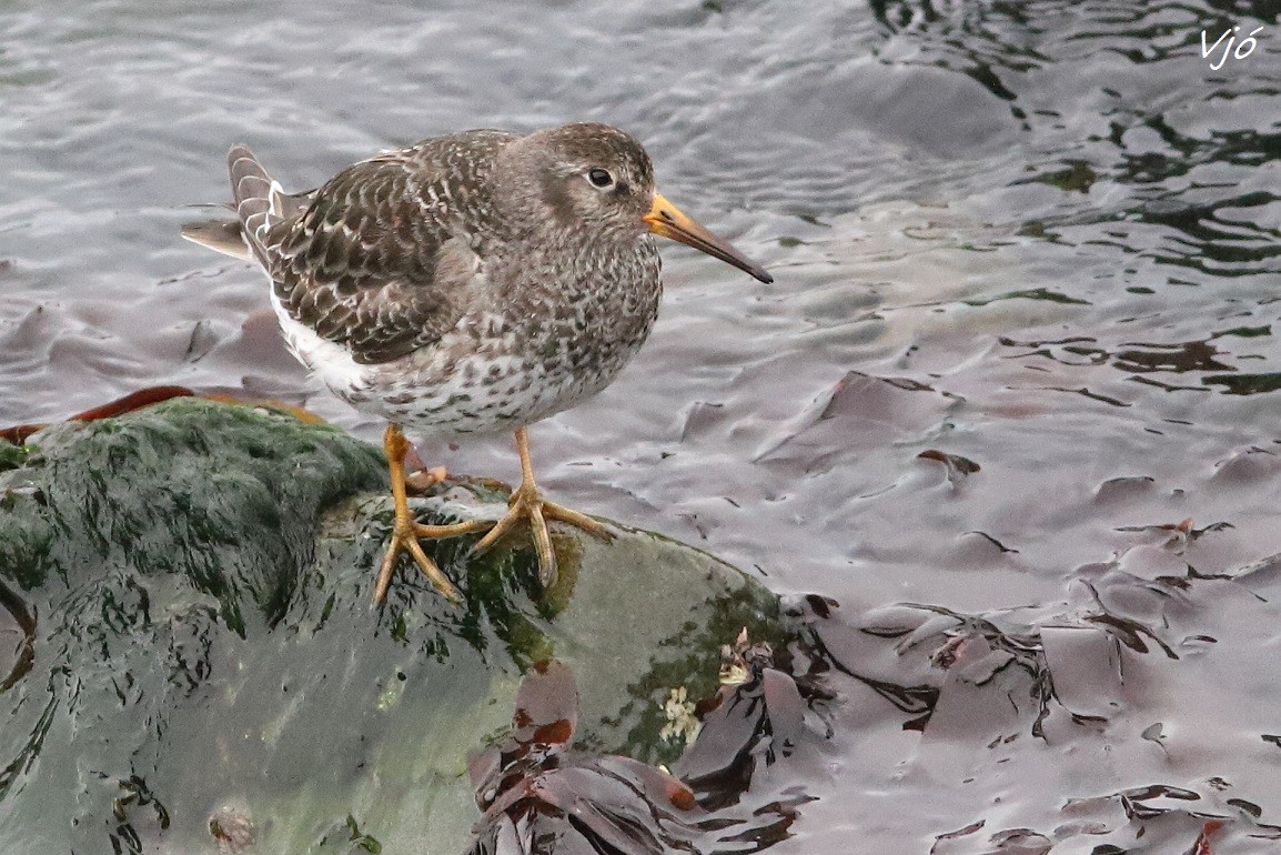 Purple Sandpiper - ML637412565