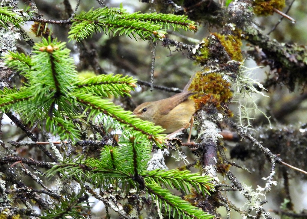 Yellowish-bellied Bush Warbler - ML637412630