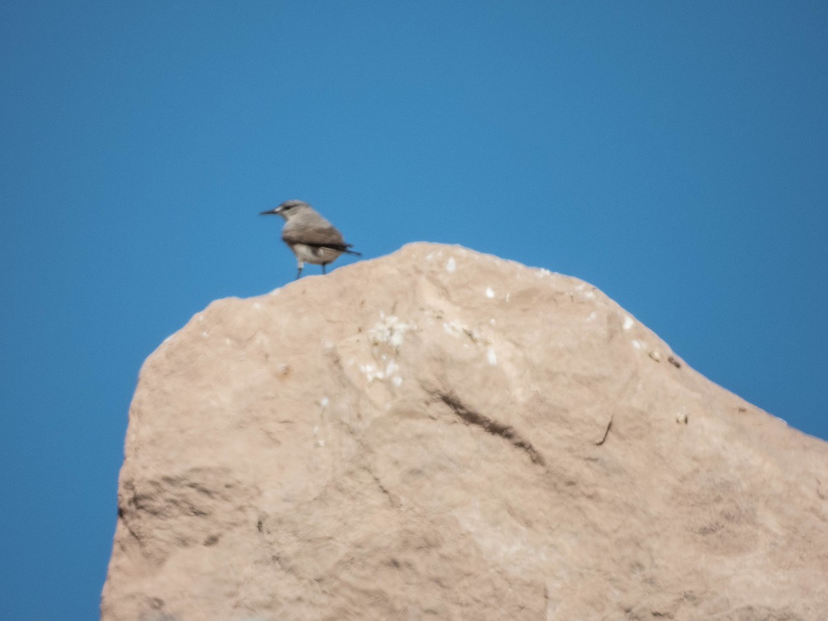 Black-fronted Ground-Tyrant - ML637412633