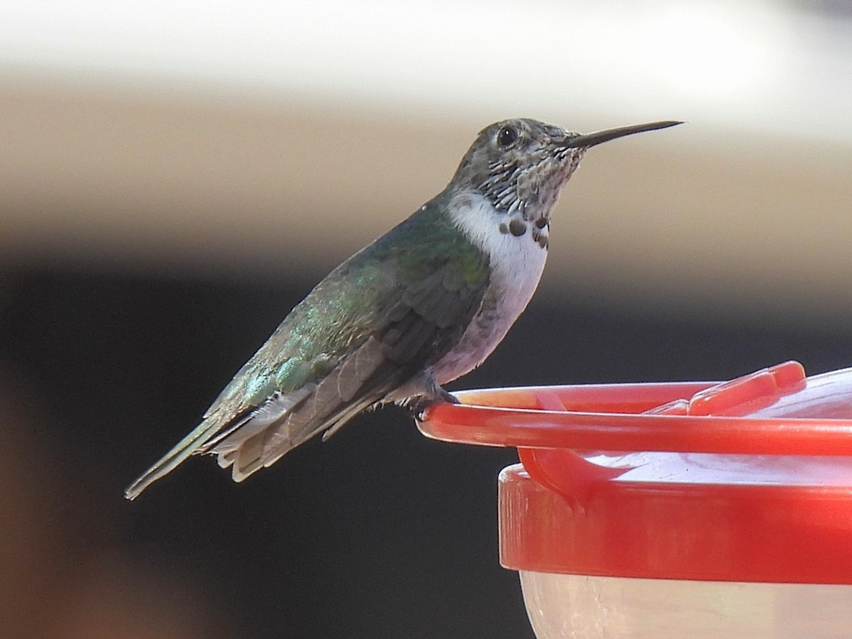Broad-tailed Hummingbird - ML637412664