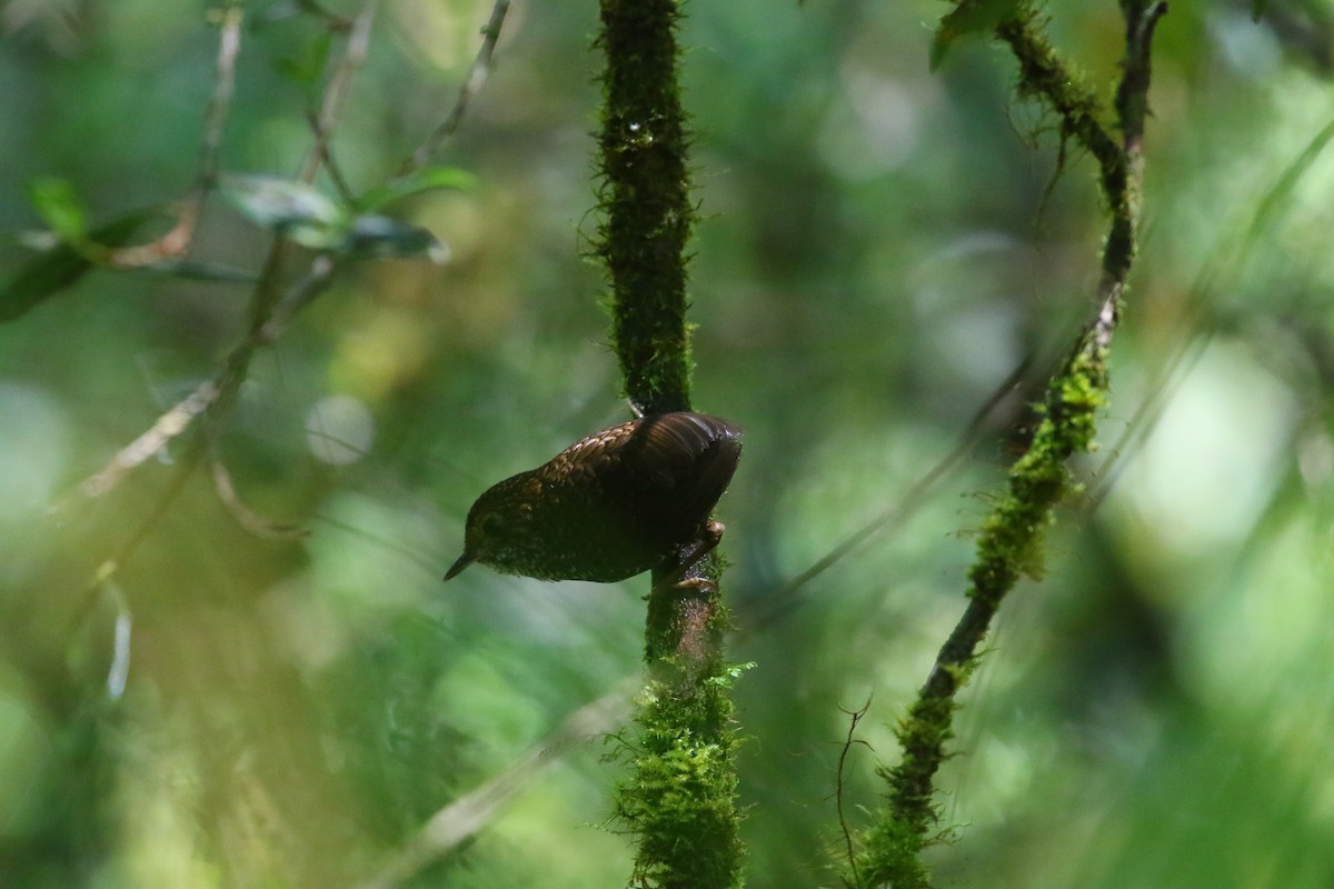 Taiwan Cupwing - ML637412760