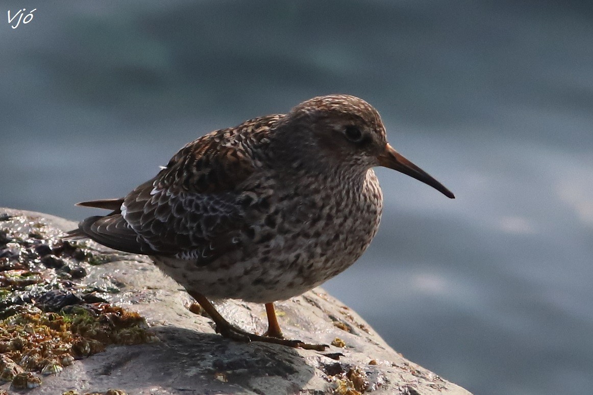 Purple Sandpiper - ML637412787