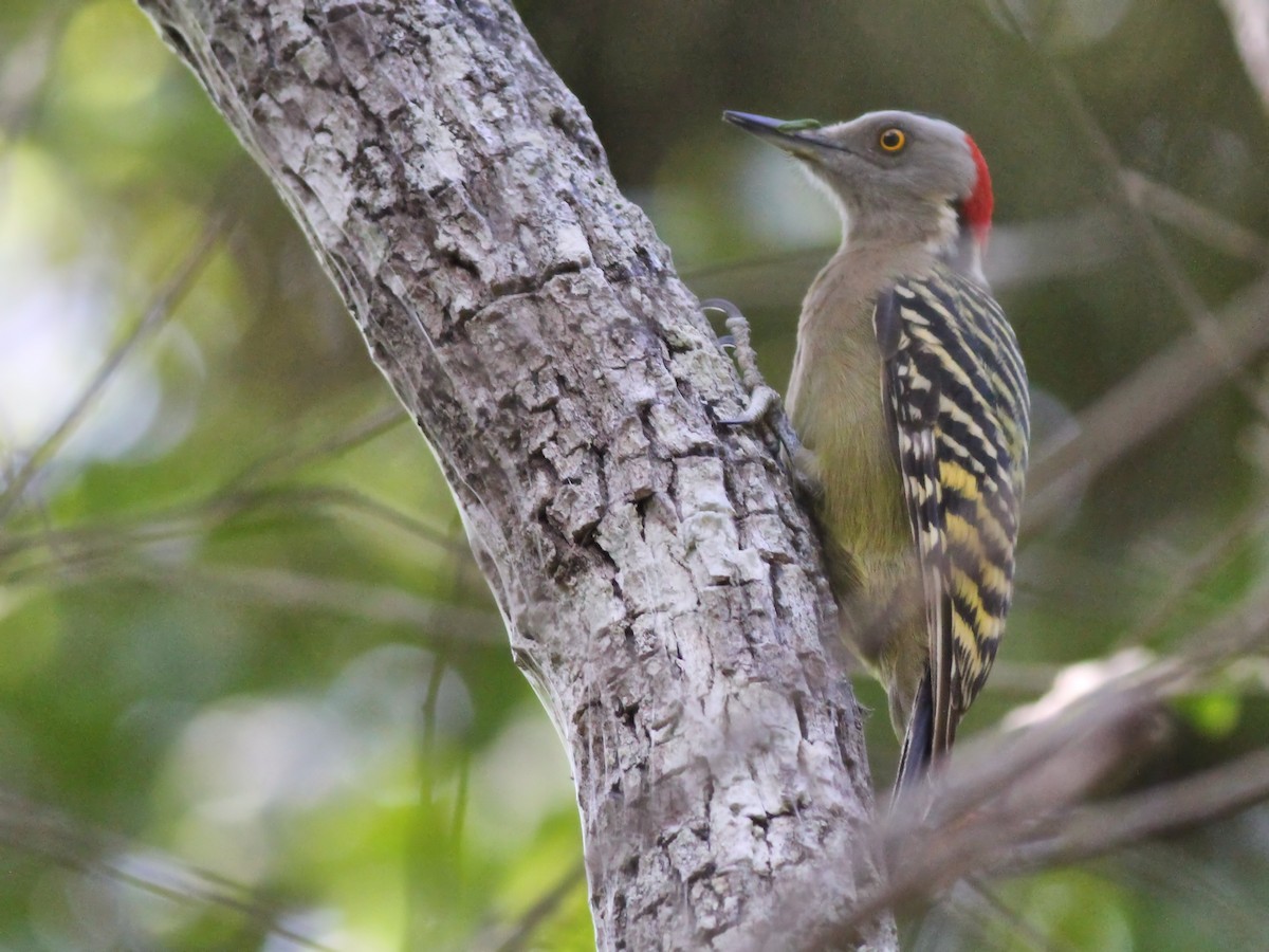 Hispaniolan Woodpecker - ML637412820