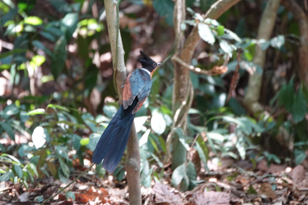 Chestnut-winged Cuckoo - ML637412835