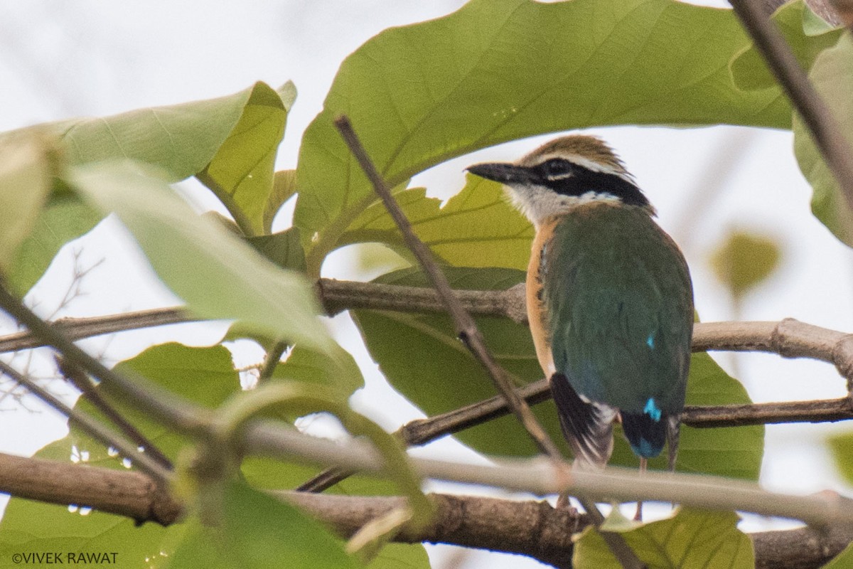 Indian Pitta - ML637412843