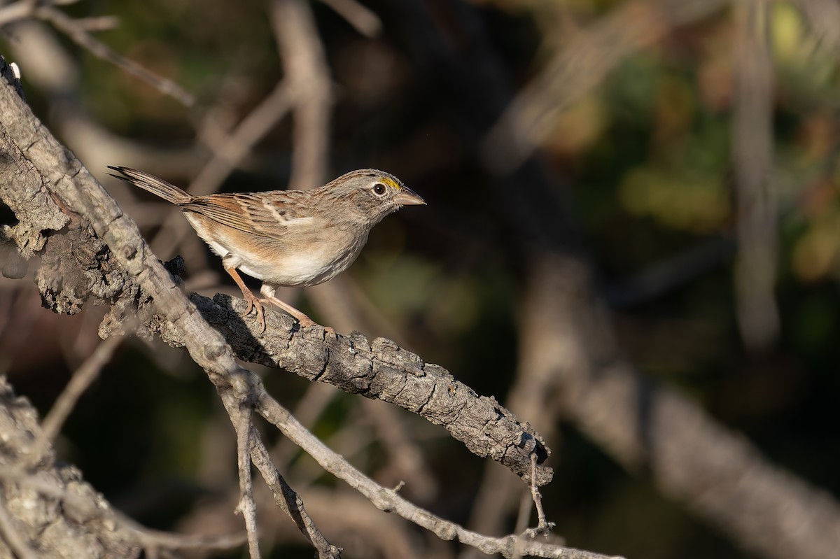 Grassland Sparrow - ML637412846