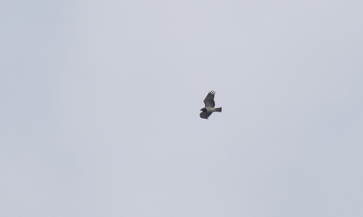 Black-chested Snake-Eagle - ML637412853