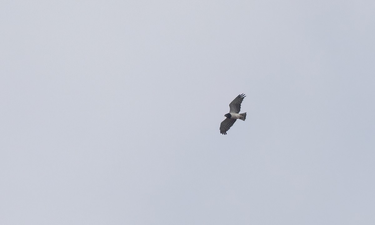 Black-chested Snake-Eagle - ML637412854