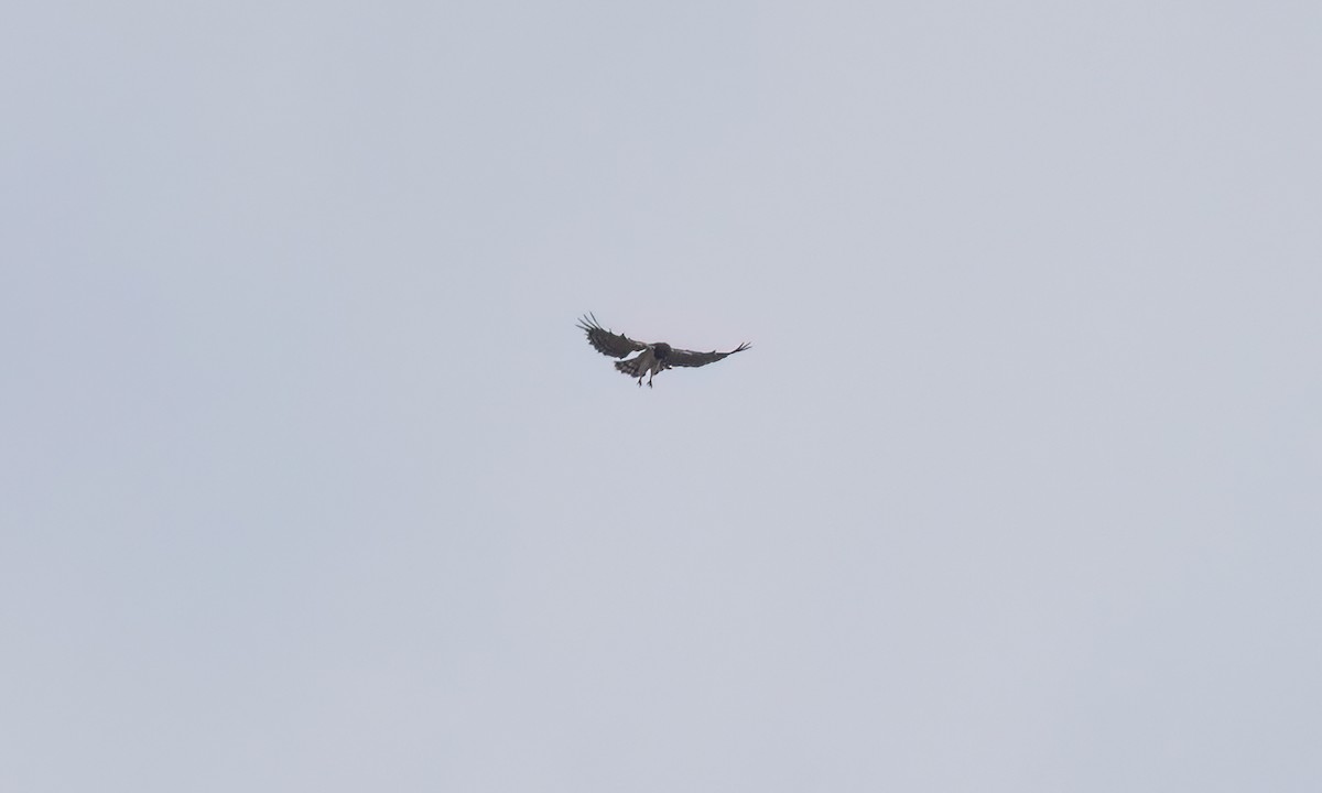 Black-chested Snake-Eagle - ML637412855