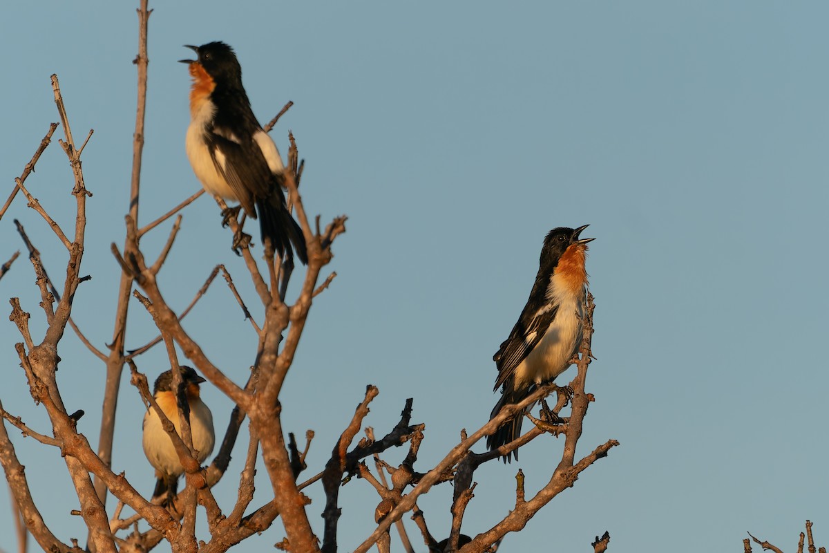 White-rumped Tanager - ML637412867