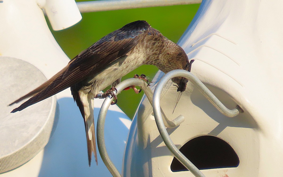 Purple Martin - ML637412882