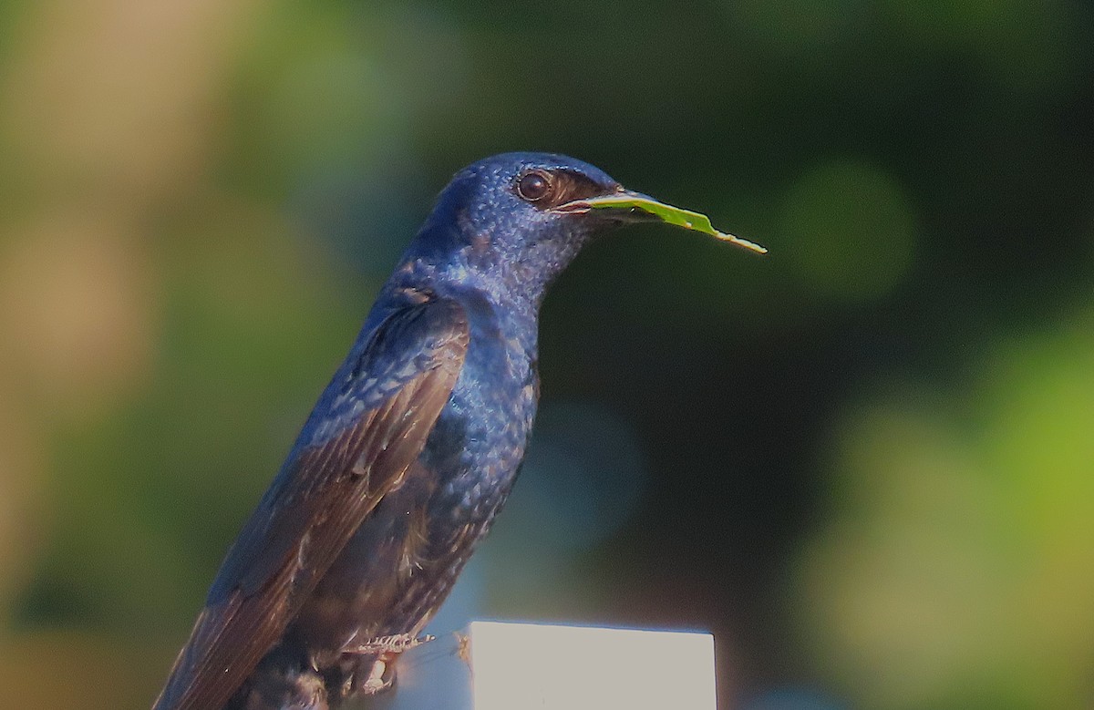 Purple Martin - ML637412883