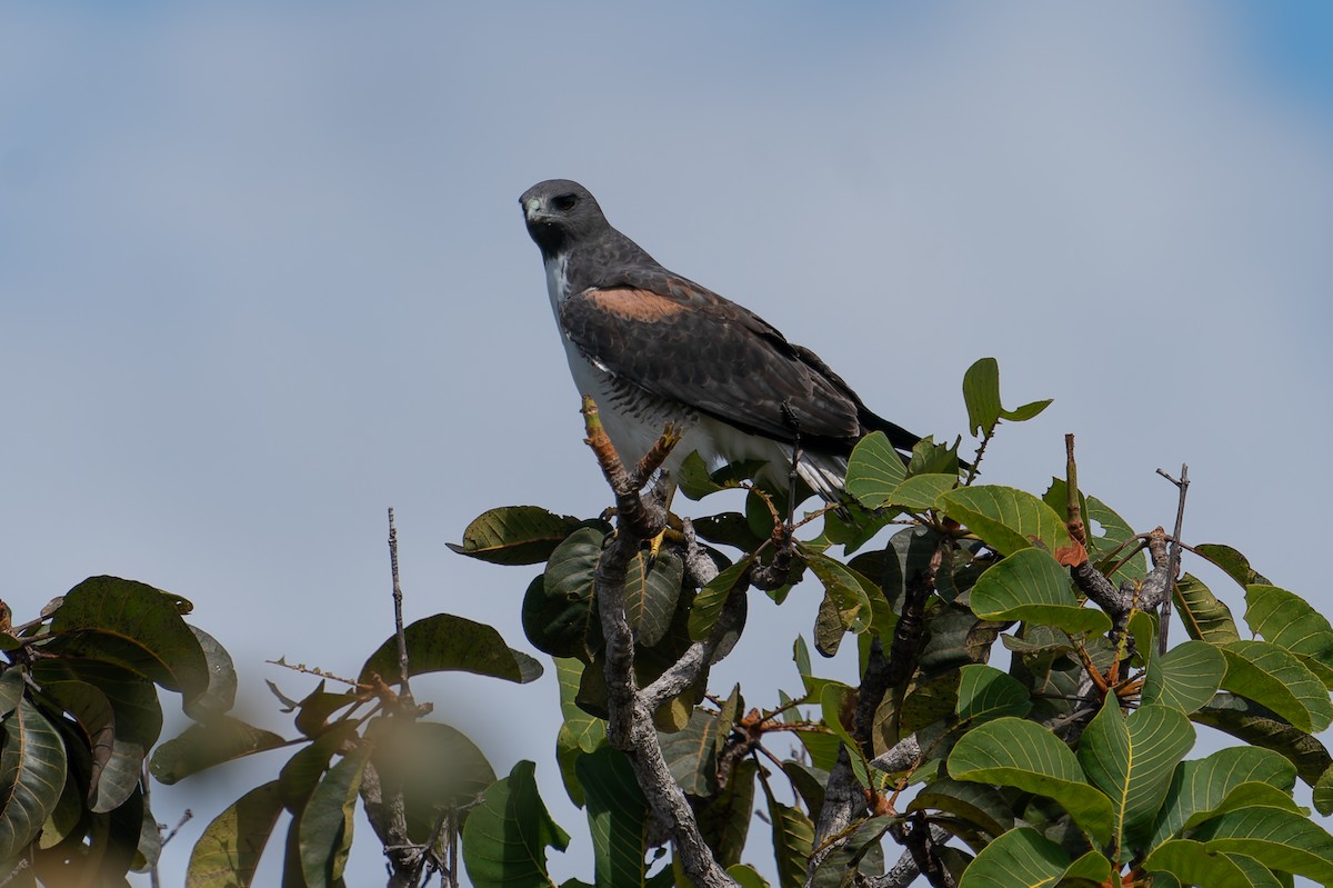 White-tailed Hawk - ML637412919
