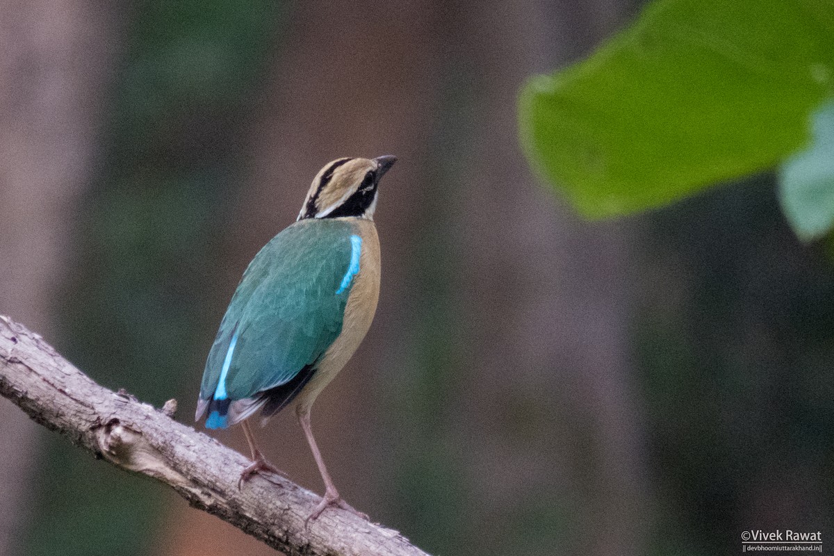 Indian Pitta - ML637412925