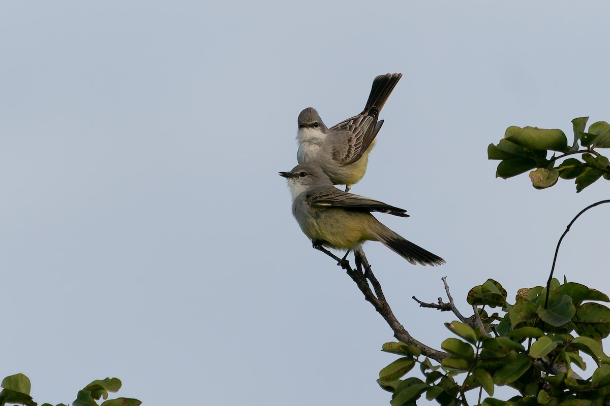 Chapada Flycatcher - ML637412977