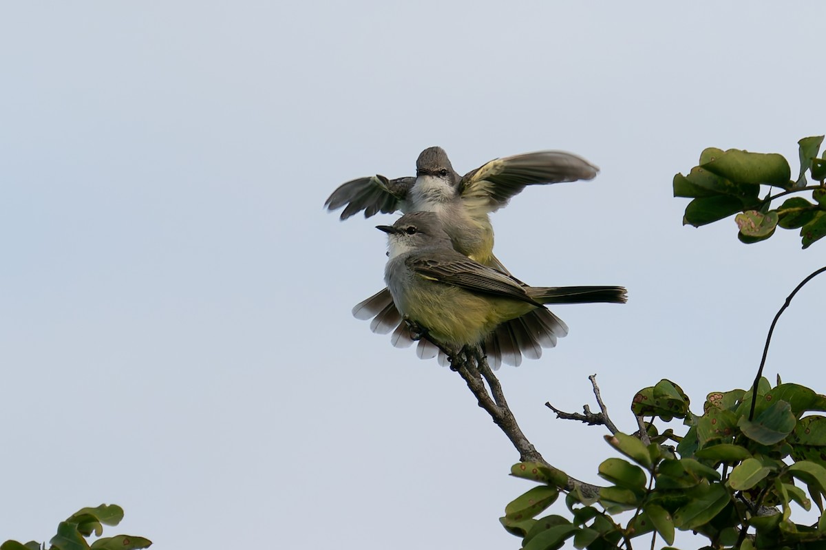 Chapada Flycatcher - ML637412978