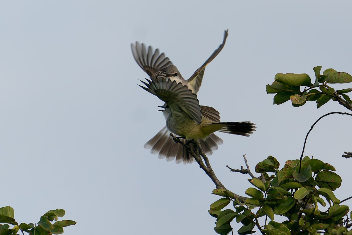 Chapada Flycatcher - ML637412979