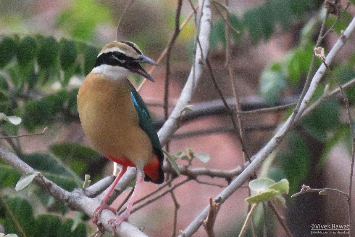 Indian Pitta - ML637413025