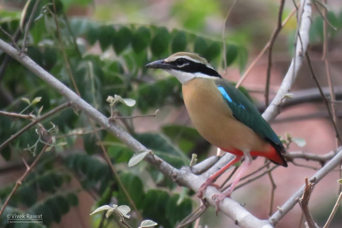 Indian Pitta - ML637413037