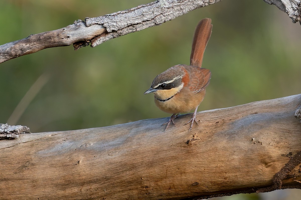 Collared Crescentchest (Collared) - ML637413077