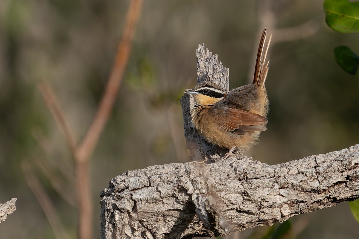 Collared Crescentchest (Collared) - ML637413078