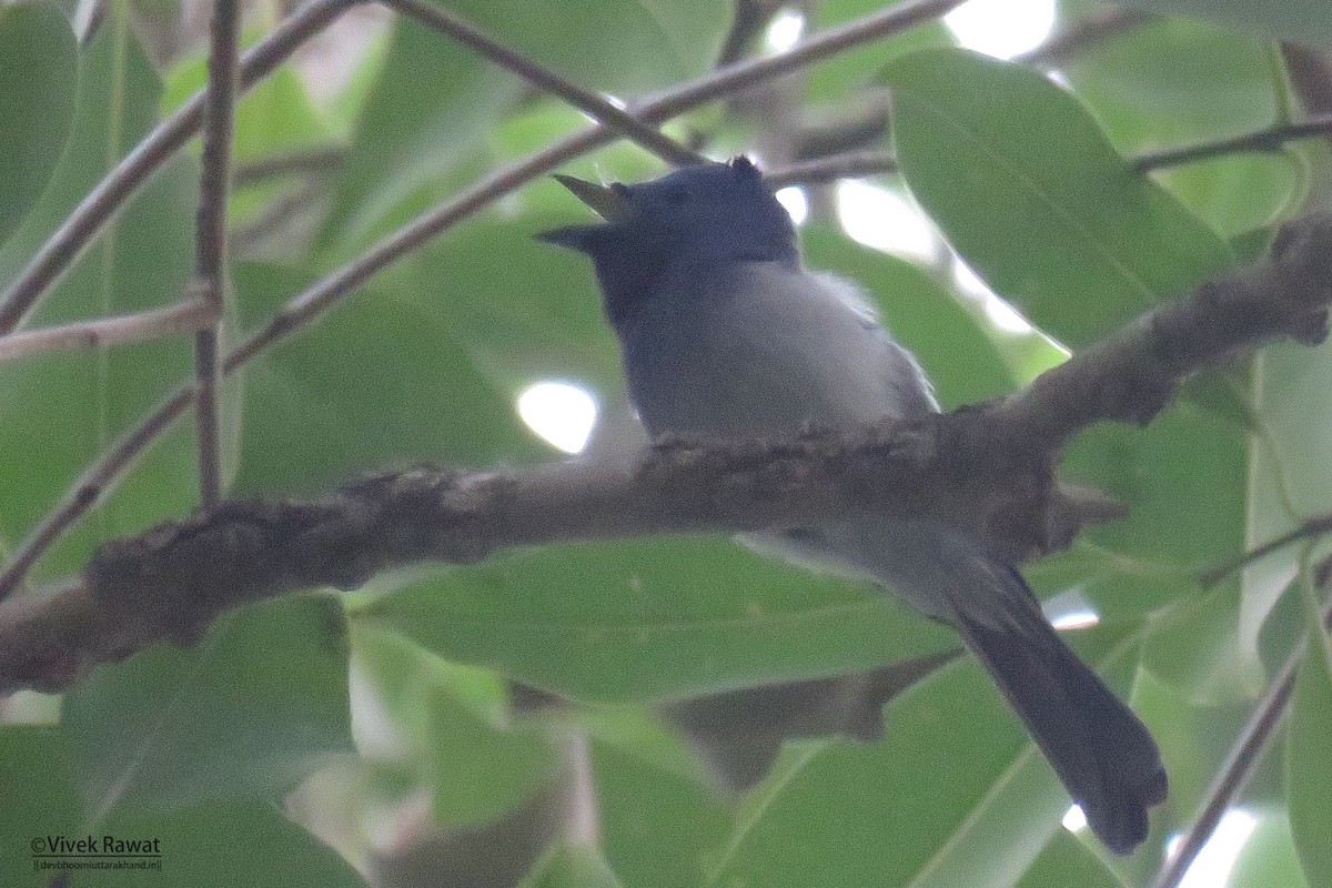 Black-naped Monarch - ML637413106