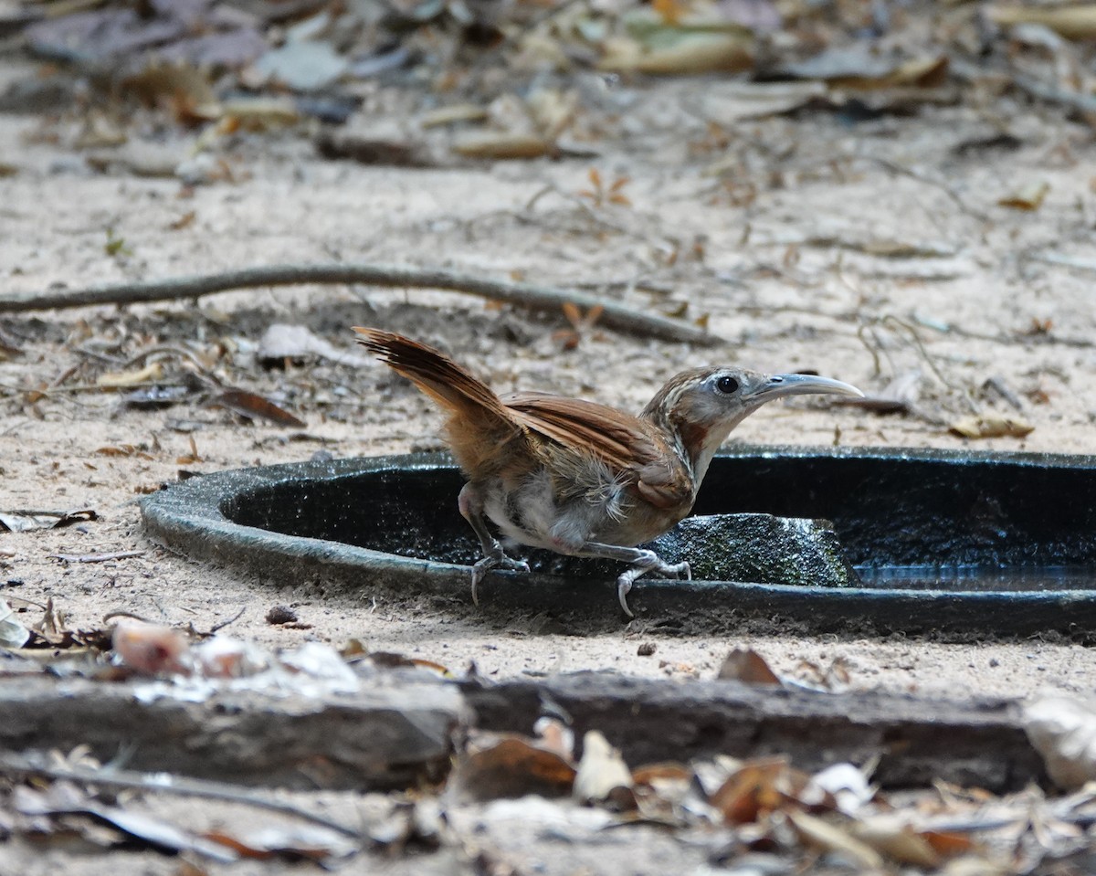 Large Scimitar-Babbler - ML637413128