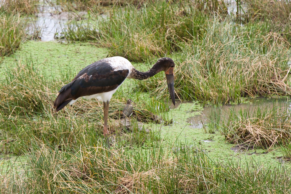 Sattelstorch - ML637413146