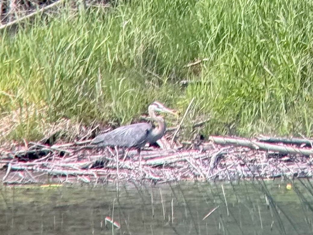 Garza Azulada - ML637413212
