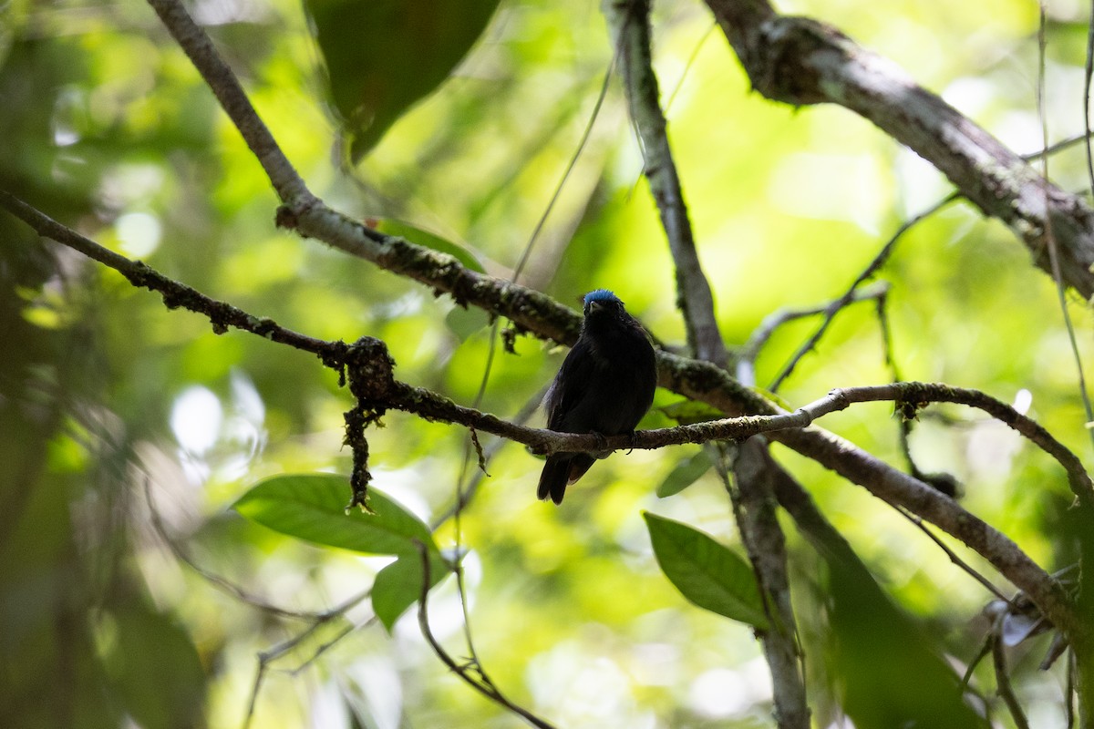 Mavi Tepeli Manakin [coronata grubu] - ML637413259